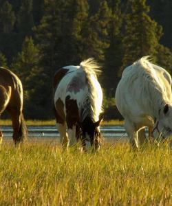 Horses at the field 