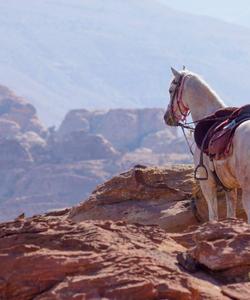 Jordan Horse Riding