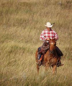 Rider in the field 