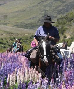 Riding across the lupin field