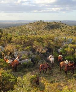 Uruguay Horse Riding