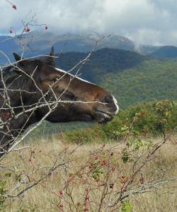 Horse in Italy