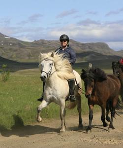 Iceland Horse Riding