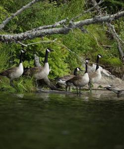 Ducks by the waterfall