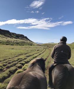 Iceland Horse Riding