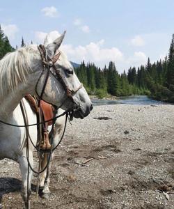 Horse looking back 