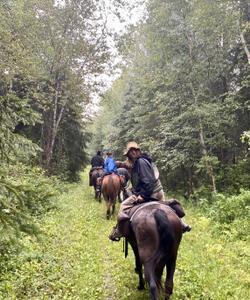 Horses in a forest