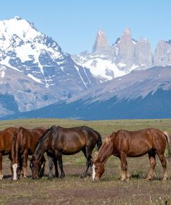 Torres del Paine Riding