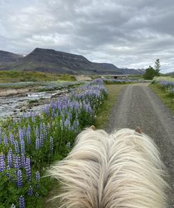 Iceland Horse Riding