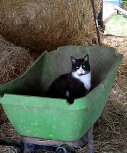 Cat at the stables 