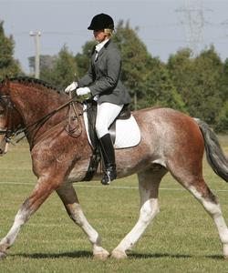 Australia Dressage