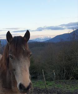 Horse in the mountain