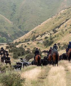 Riders on top their horses 