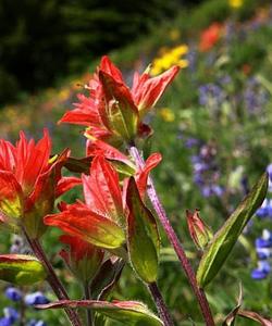 Meadow flowers 