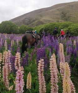 Lupins field 