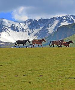 Kyrgyzstan Horse Riding