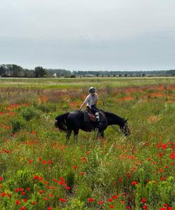 Horse riding