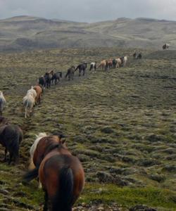 Iceland Horse Riding