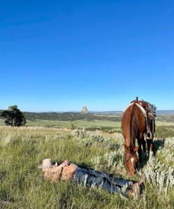 Rider chilling near a horse 