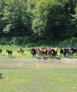 Horse riding in a forest