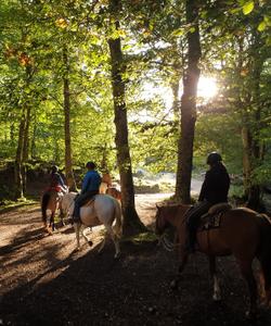 Horse ride in a forest