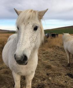 Iceland Horse Riding