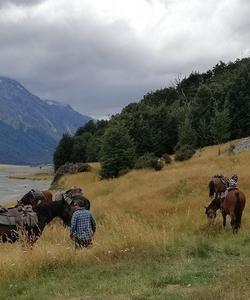 Horses on the field 