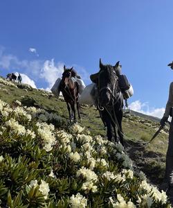 Caucasus Riding