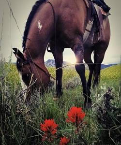 Brown horse in the field 