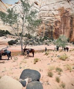 Horses during the stop