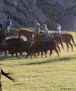 Chasing cattle  