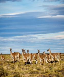 Patagonia Trekking