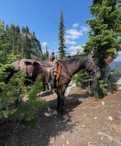 Horse in the mountains 