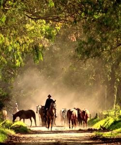 Ecuador Horse Riding