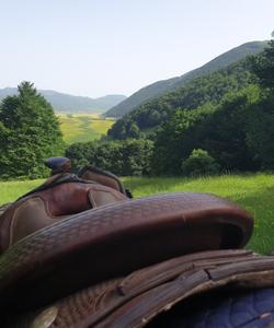 View from the horse back