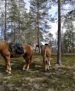 Horses in a forest 
