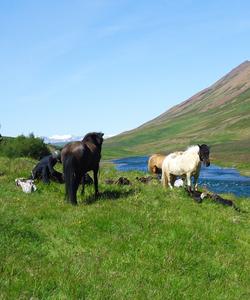 Iceland Horse Riding