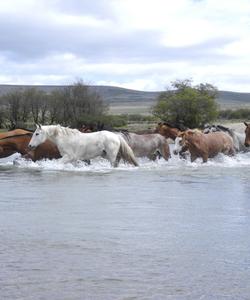 Argentina Riding