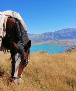 Horse eating grass 