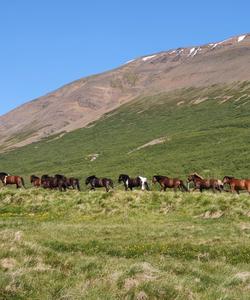 Iceland Horse Riding