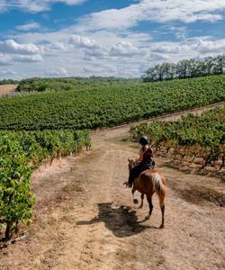 Horse riding in vineyards