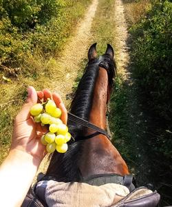 Bosnia Horse Riding