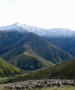 New Zealand landscape 