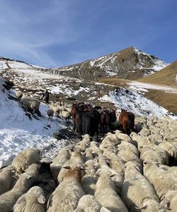 Caucasus Transhumance