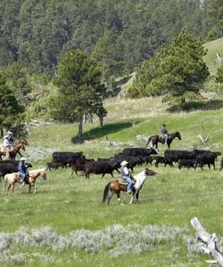 Riders crossing a field 