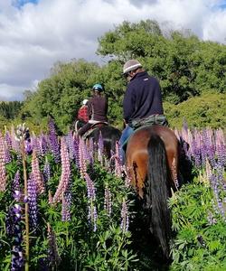 Riding through the lupins field 