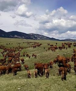 Moving cows 