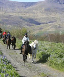 Iceland Horse Riding