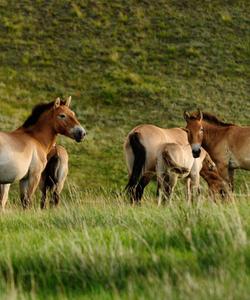 Mongolia Travel