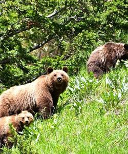 Grizzly bears 